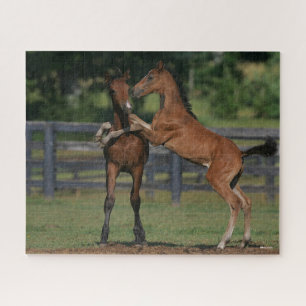 Bob Langrish   Zwei Morgan Foals Puzzle