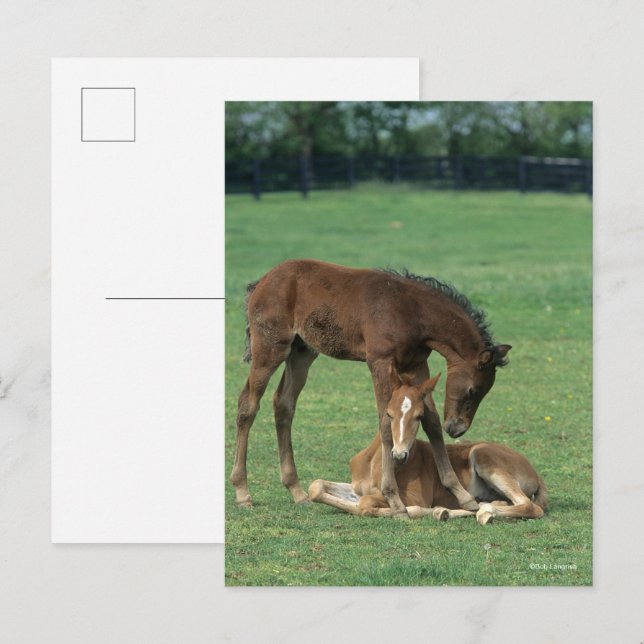 Bob Langrish | Zwei Morgan-Fohlen spielen Postkarte (Vorne/Hinten)