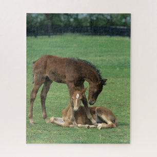 Bob Langrish   Zwei Morgan-Fohlen spielen Puzzle