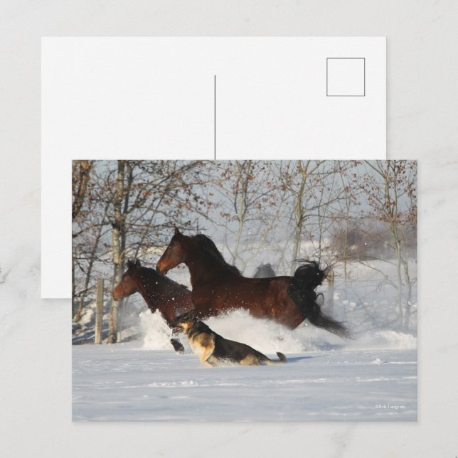 Bob Langrish | Zwei Morganpferde und Hunde im Schn Postkarte (Vorne/Hinten)