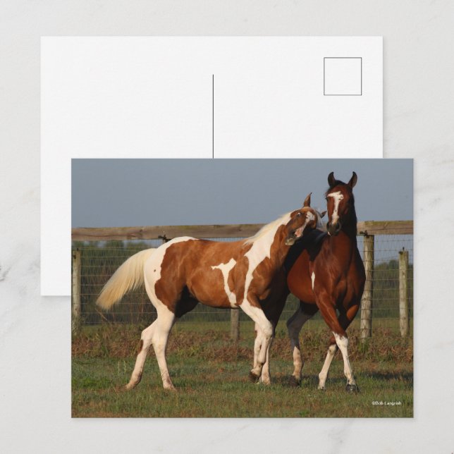 Bob Langrish | Zwei Paint Pferde spielen zusammen Postkarte (Vorne/Hinten)
