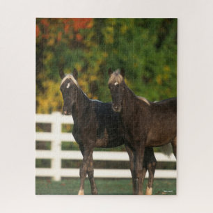 Bob Langrish   Zwei Rocky Mountains Foals Stehend Puzzle