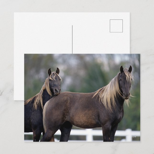 Bob Langrish | Zwei Rocky Mountains Stehend Postkarte (Vorne/Hinten)