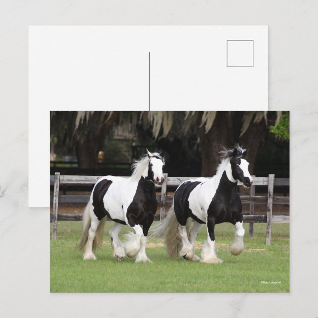 Bob Langrish | Zwei Schwarzweiß-Sinti und Roma-Van Postkarte (Vorne/Hinten)