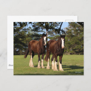 Bob Langrish   Zwei Shire Horse Youngsters Stehend Postkarte