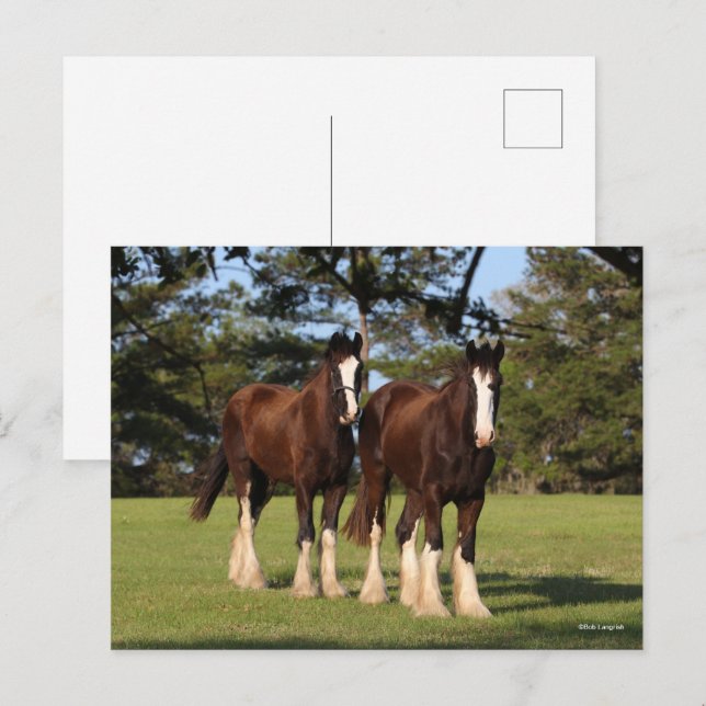 Bob Langrish | Zwei Shire Horse Youngsters Stehend Postkarte (Vorne/Hinten)