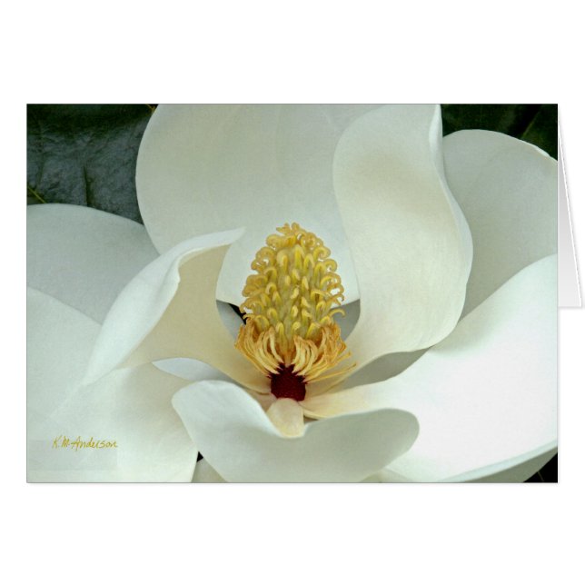 Bobby's Magnolia I (Vorderseite (Horizontal))