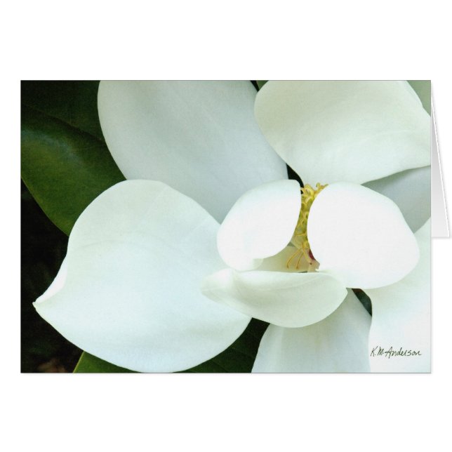 Bobbys Magnolie II (Vorderseite (Horizontal))