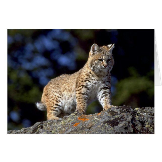 Bobcat (Vorderseite (Horizontal))