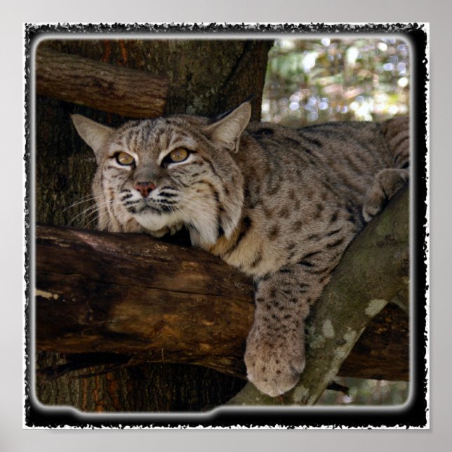 Bobcat_11x11 Poster (Vorne)