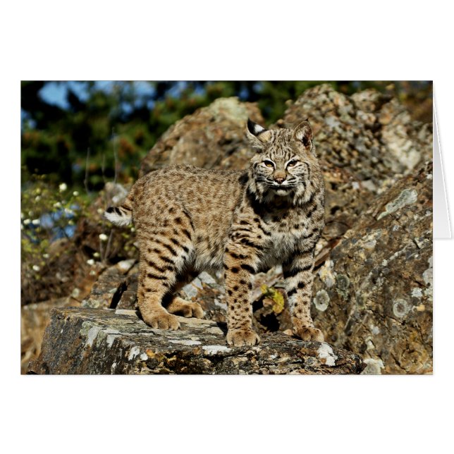 Bobcat auf den Felsen (Vorderseite (Horizontal))