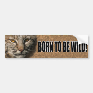 Bobcat-Autoaufkleber - geboren, wild zu sein! Autoaufkleber