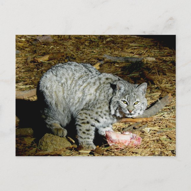 Bobcat ... Bearizona Postkarte (Vorderseite)