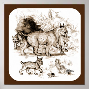 Bobcat Familie Poster