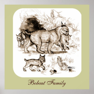 Bobcat Familie Poster