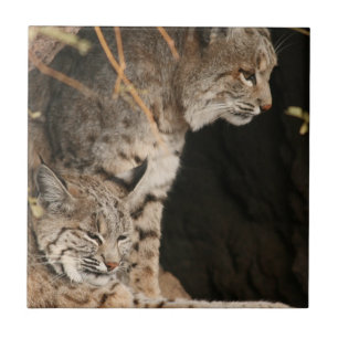 Bobcat-Foto-Fliese Fliese
