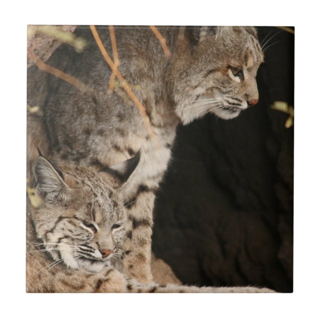 Bobcat-Foto-Fliese Fliese (Vorderseite)