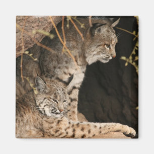 Bobcat-Foto-quadratischer Magnet