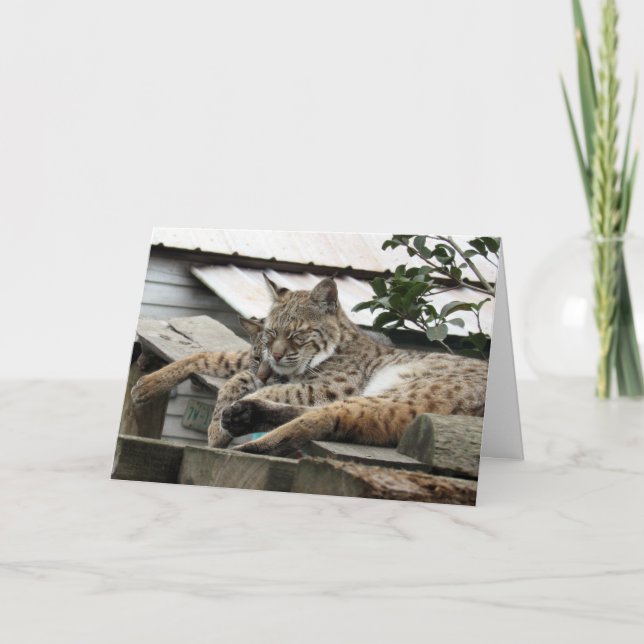 Bobcat Friends Birthday Card Karte (Vorderseite)