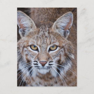Bobcat Gesicht Postkarte