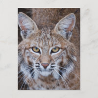 Bobcat Gesicht