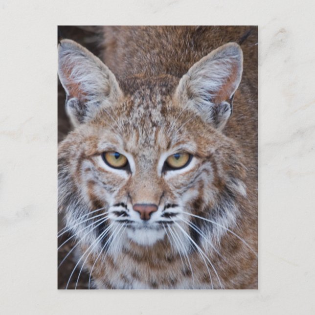 Bobcat Gesicht Postkarte (Vorderseite)