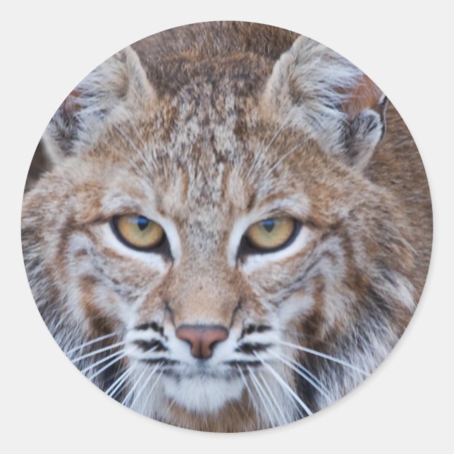 Bobcat Gesicht Runder Aufkleber (Vorderseite)