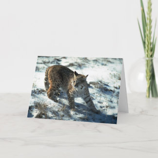 Bobcat im Schnee Karte