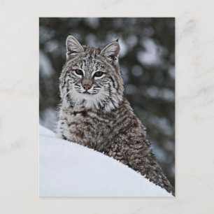 Bobcat im Schnee Postkarte
