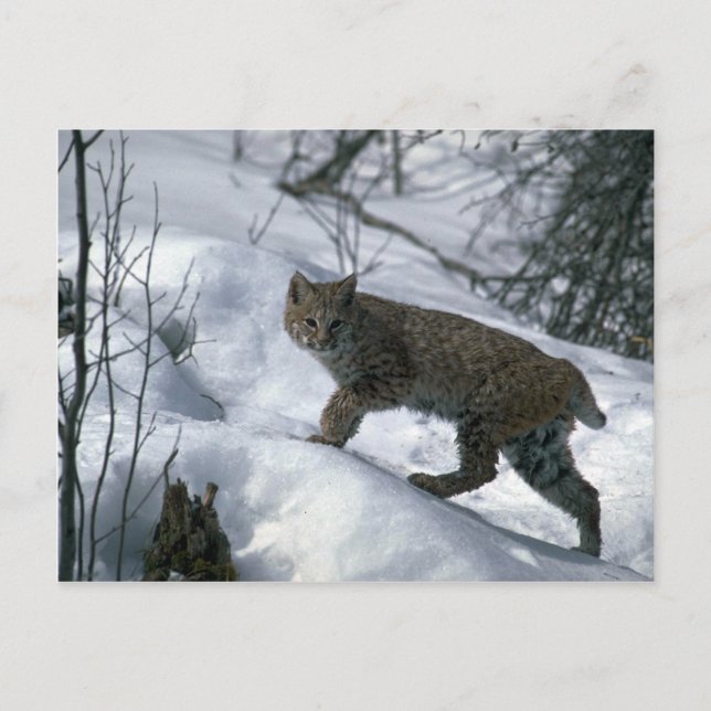 Bobcat im Schnee Postkarte (Vorderseite)