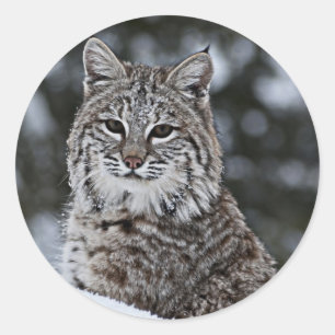 Bobcat im Schnee Runder Aufkleber
