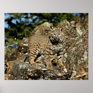 Bobcat in den Felsen Poster
