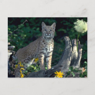 Bobcat in gelben Gänsen und Bärengras in Blüte Postkarte
