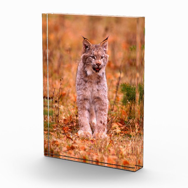 Bobcat Jagd | Herbstwald Fotoblock (Rechts)