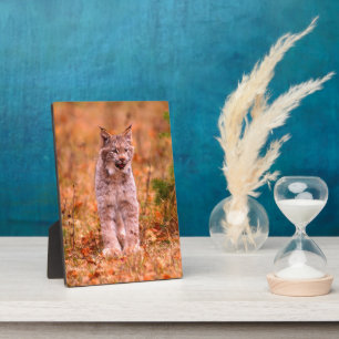 Bobcat Jagd   Herbstwald Fotoplatte