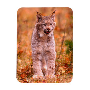 Bobcat Jagd   Herbstwald Magnet