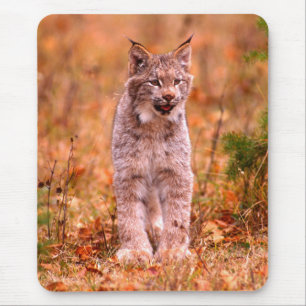 Bobcat Jagd   Herbstwald Mousepad
