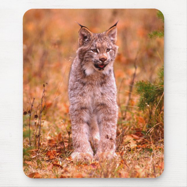 Bobcat Jagd | Herbstwald Mousepad (Vorne)