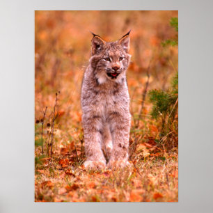 Bobcat Jagd   Herbstwald Poster