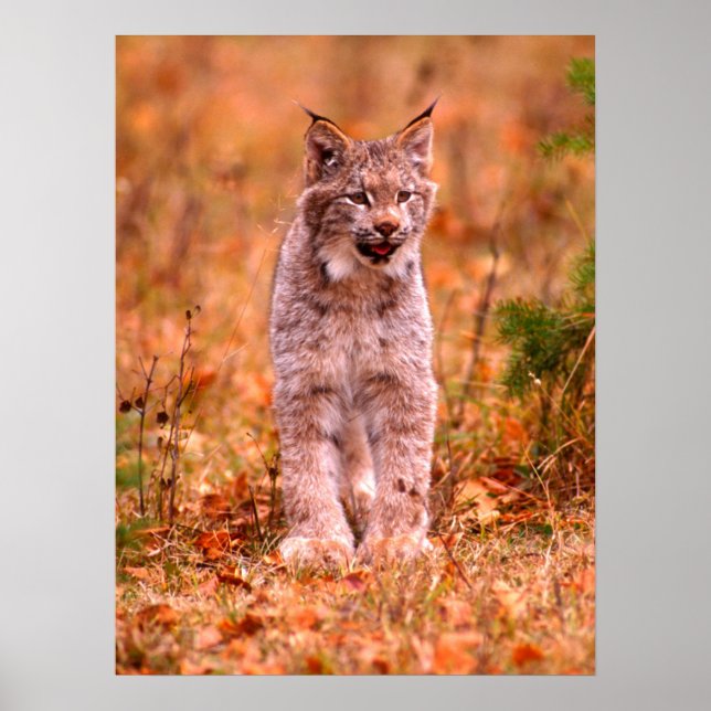 Bobcat Jagd | Herbstwald Poster (Vorne)