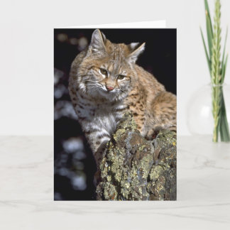 Bobcat Karte