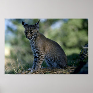 Bobcat-Kätzchen Poster