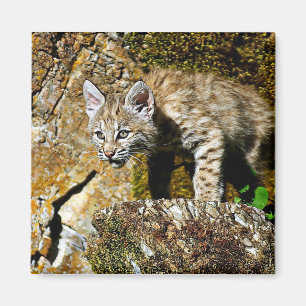 Bobcat Kitten auf den Felsen Magnet