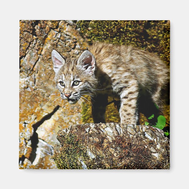 Bobcat Kitten auf den Felsen Magnet (Vorne)
