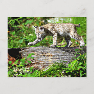 Bobcat Kitten auf der Schüssel Postkarte