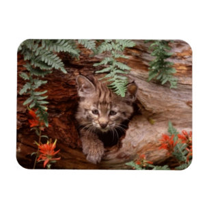Bobcat Kitten Magnet