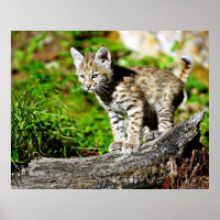 Bobcat Kitten