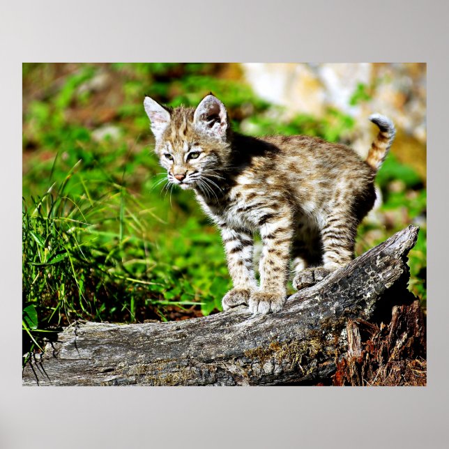 Bobcat Kitten Poster (Vorne)