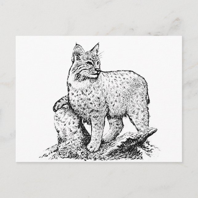 Bobcat Line Art Postkarte (Vorderseite)
