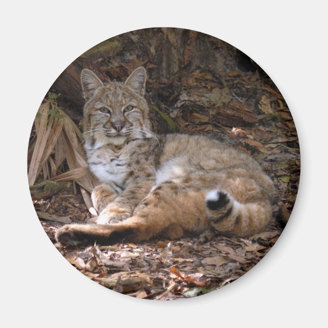Bobcat Magnete (Vorne)